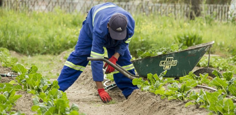 Garden services photo 1535090467336 9501f96eef89 820x400